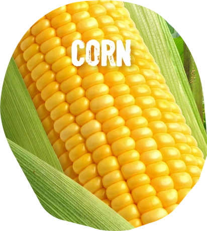 Ingredients: corn